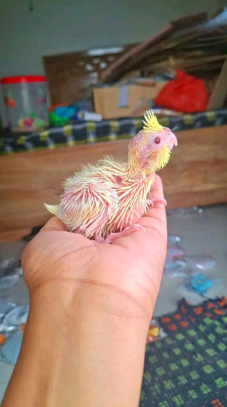 Cockatiel chick