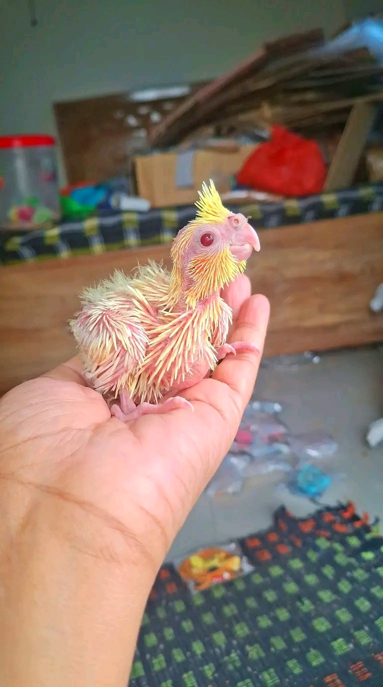 Cockatiel chick