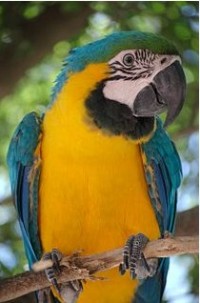 Blue and yellow macaw