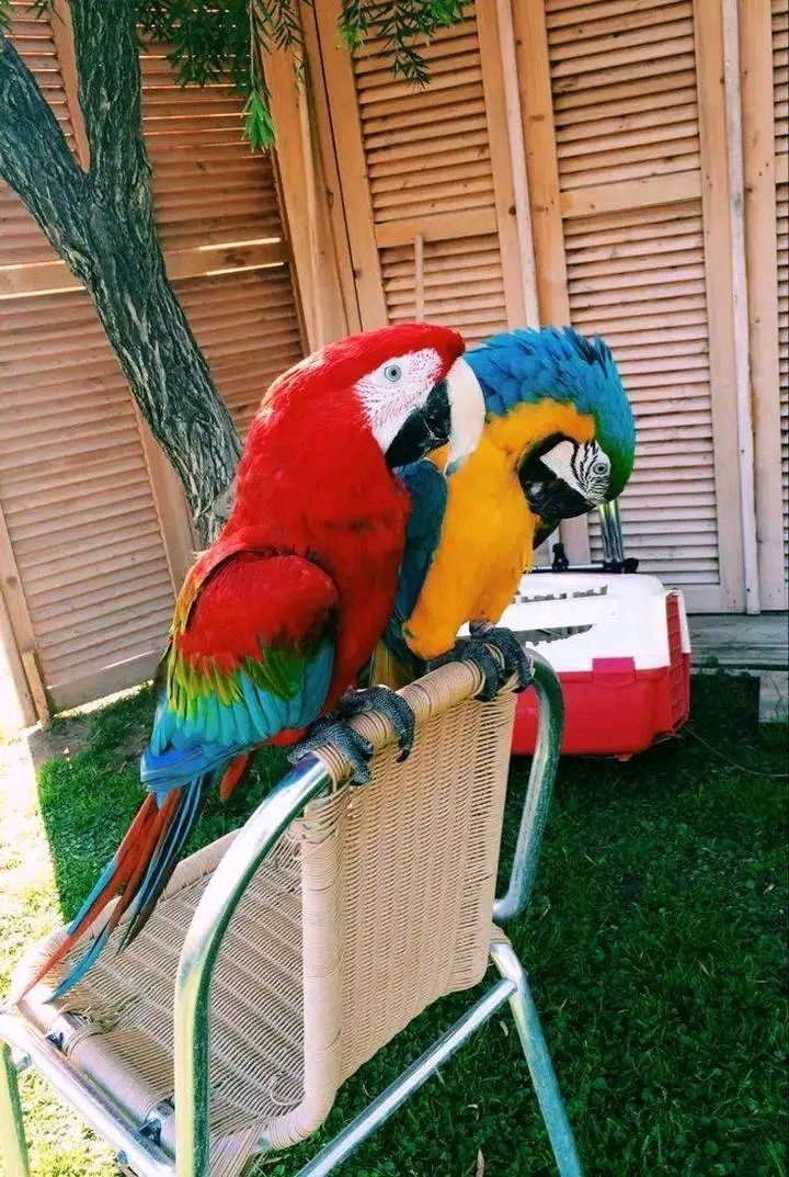 Blue and yellow macaw