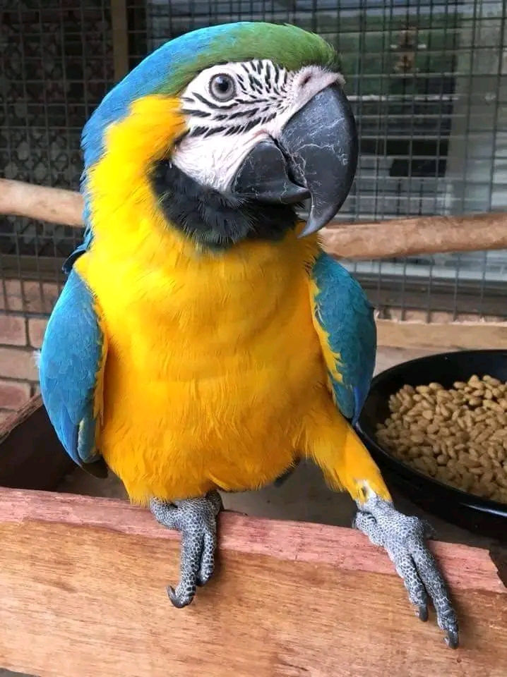 Blue and yellow macaw