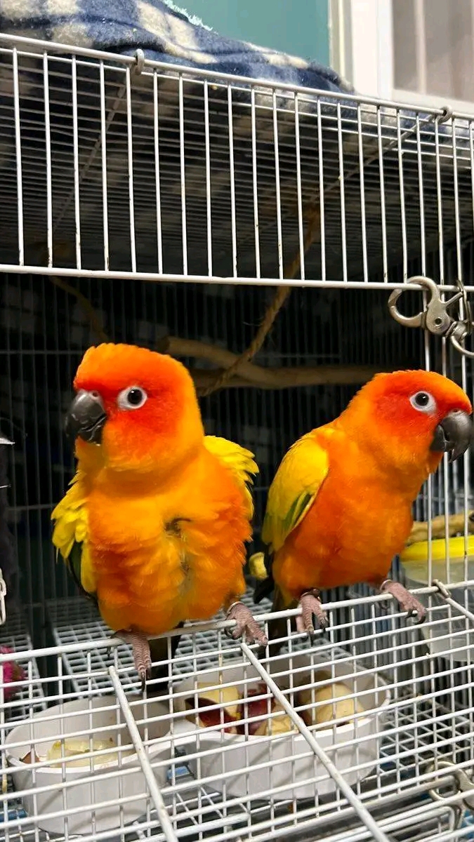 Sun Conures (Aratinga solstitialis).