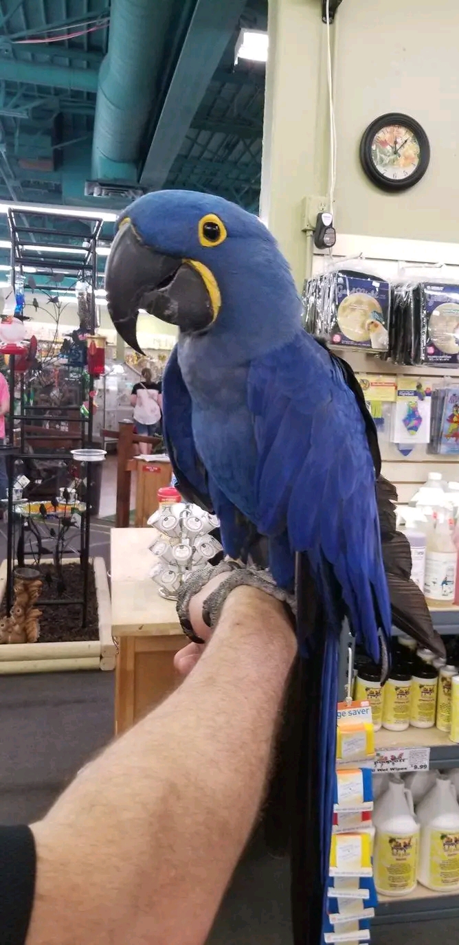The Hyacinth Macaw