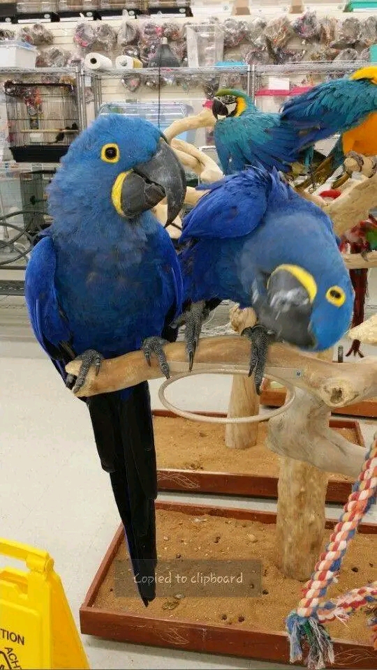 The Hyacinth Macaw