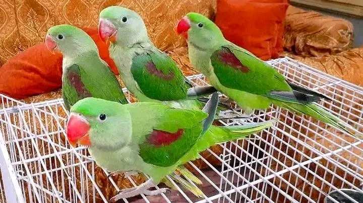 Indian Ringneck parakeet.