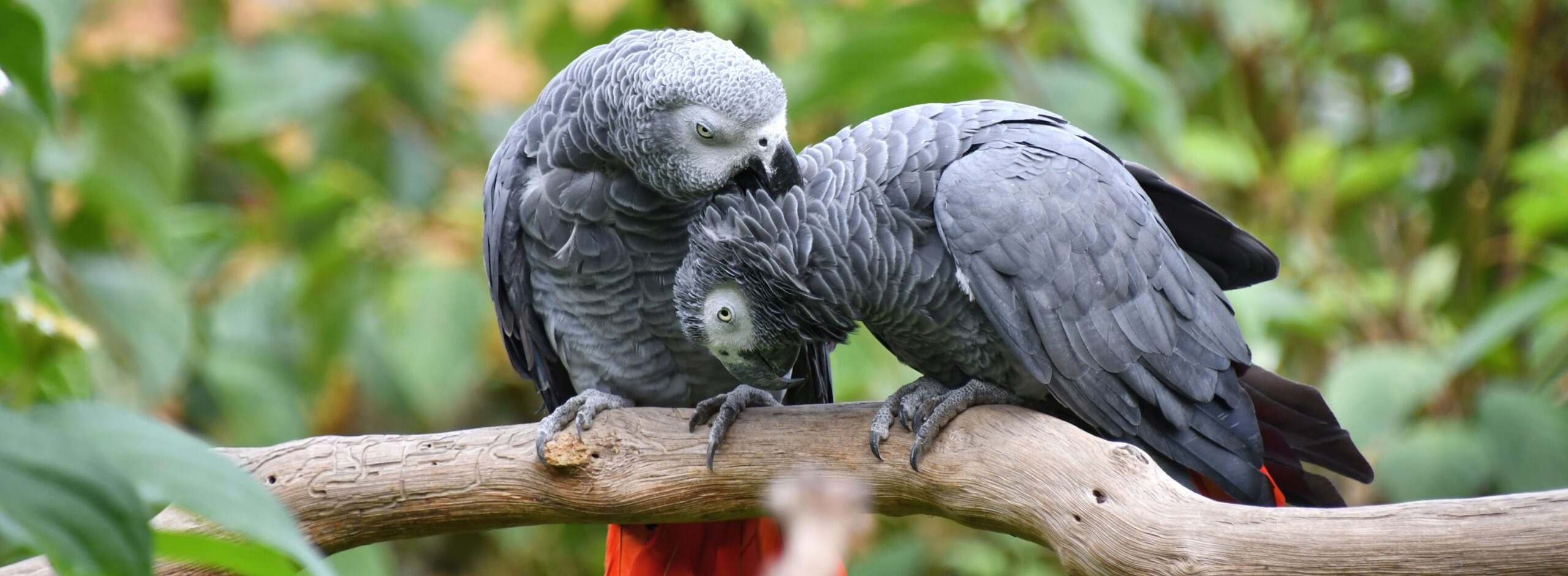 African Grey Parrots: The Genius Talkers of the Bird World