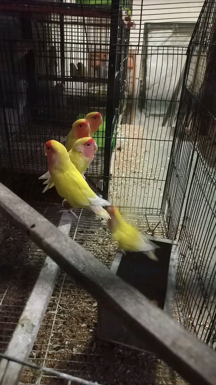 Watch This Lutino Ringneck Enjoy Her Favorite Snack!