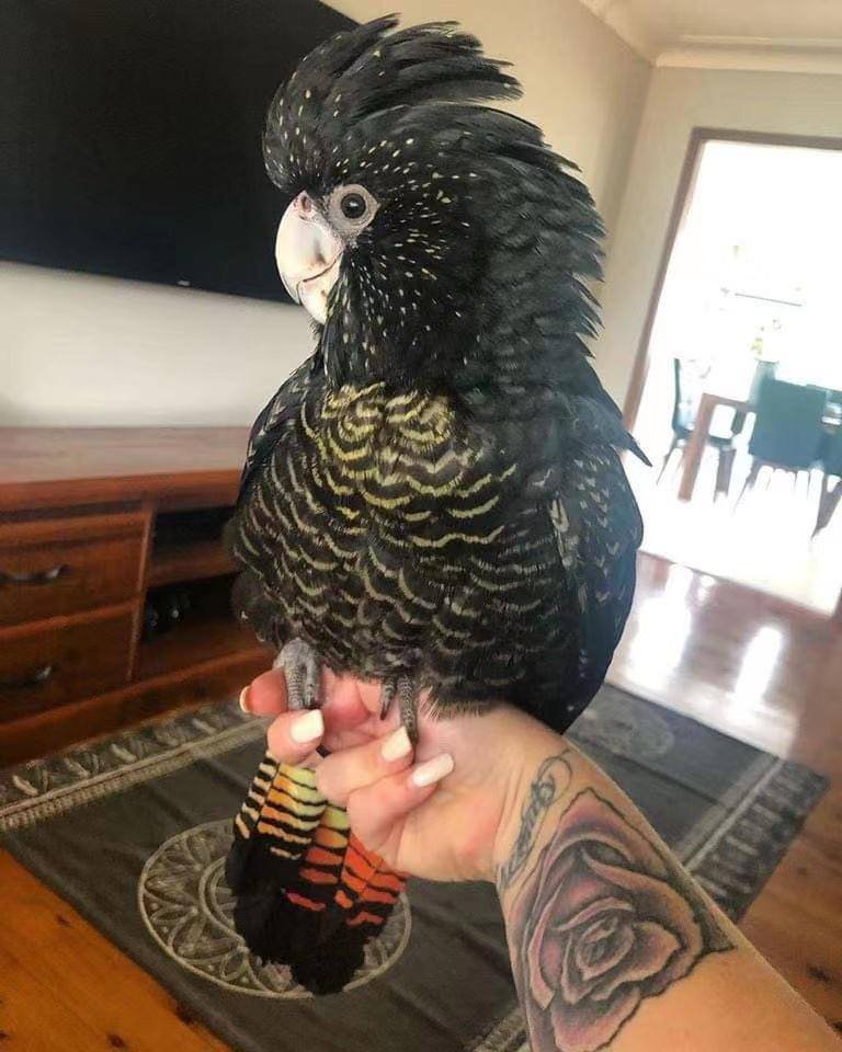 The Dark Jewel of Australia: All About the Red-Tailed Black Cockatoo